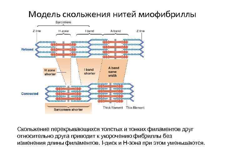 Модель скольжения нитей миофибриллы Скольжение перекрывающихся толстых и тонких филаментов друг относительно друга приводит
