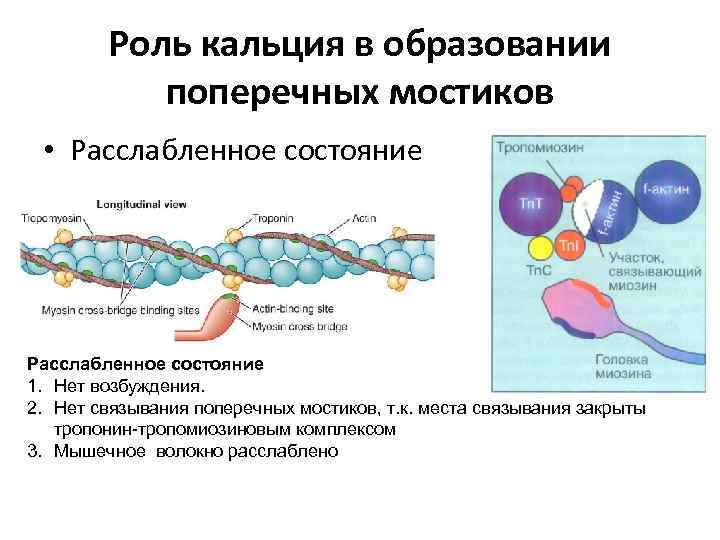 Роль кальция в образовании поперечных мостиков • Расслабленное состояние 1. Нет возбуждения. 2. Нет
