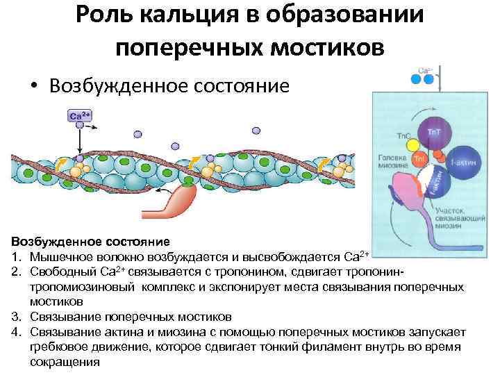 Роль кальция в сокращении