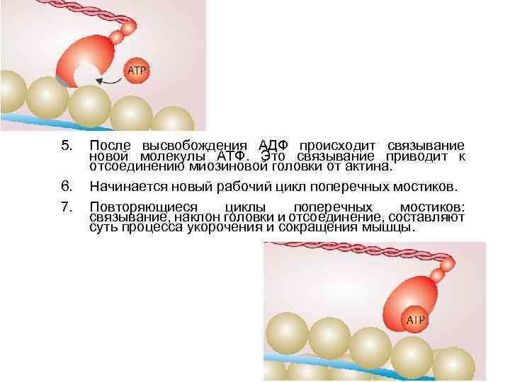 5. 6. 7. После высвобождения АДФ происходит связывание новой молекулы АТФ. Это связывание приводит
