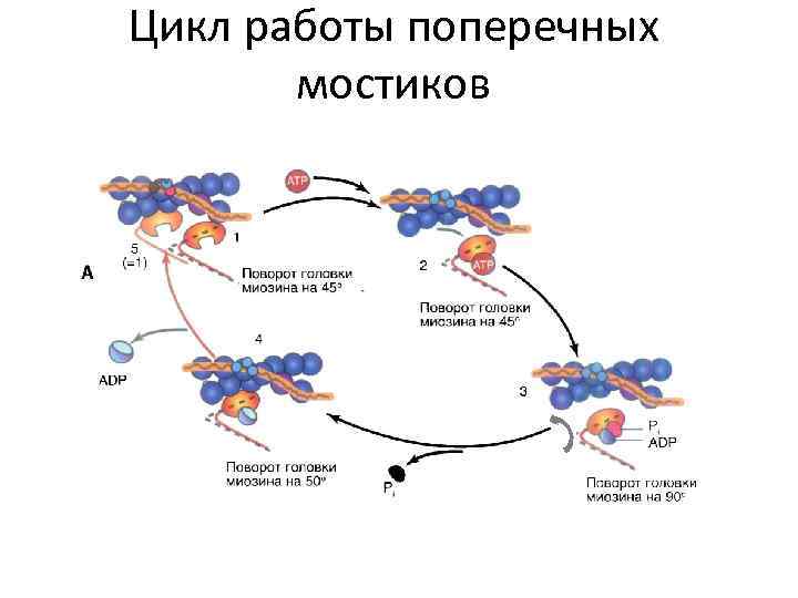 Цикл работы поперечных мостиков 