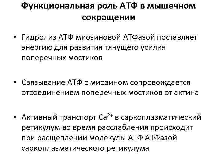 Функциональная роль АТФ в мышечном сокращении • Гидролиз АТФ миозиновой АТФазой поставляет энергию для