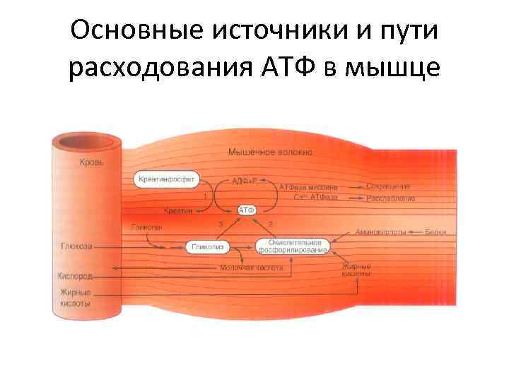 Основные источники и пути расходования АТФ в мышце 