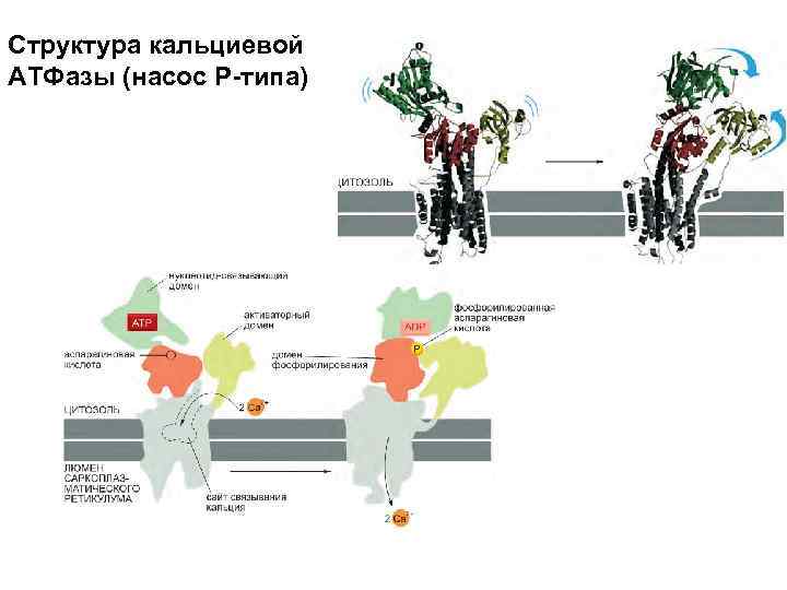 Структура кальциевой АТФазы (насос Р-типа) 