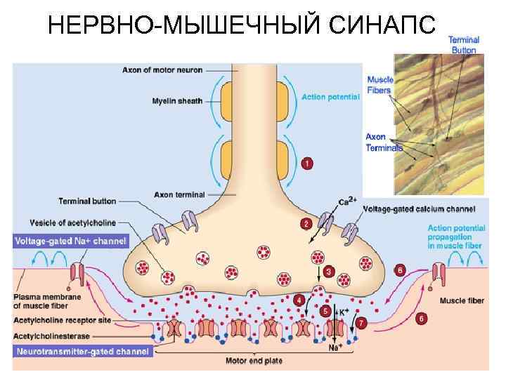 НЕРВНО-МЫШЕЧНЫЙ СИНАПС 