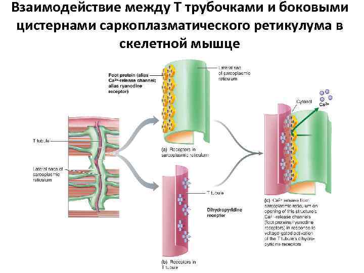 Взаимодействие между T трубочками и боковыми цистернами саркоплазматического ретикулума в скелетной мышце 