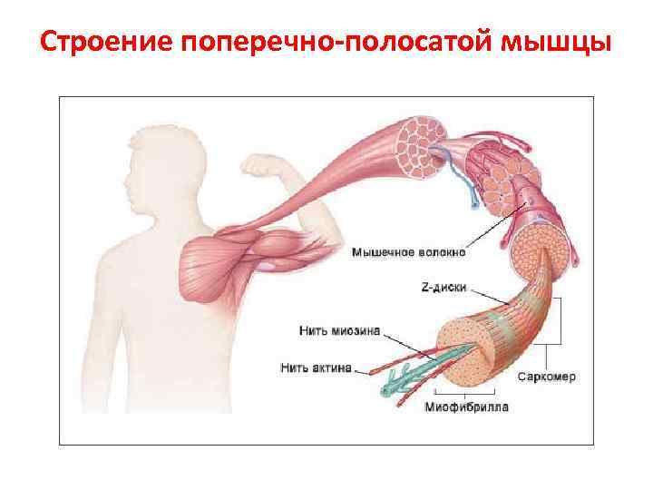 Строение поперечно-полосатой мышцы 