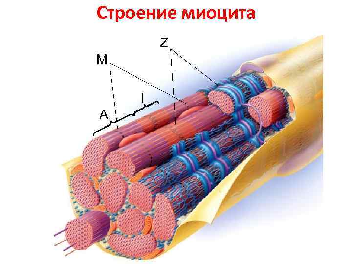 Миоциты