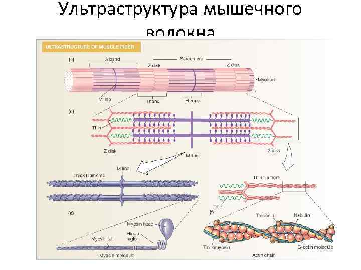 Ультраструктура мышечного волокна 