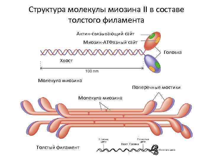 Молекула проект официальный сайт