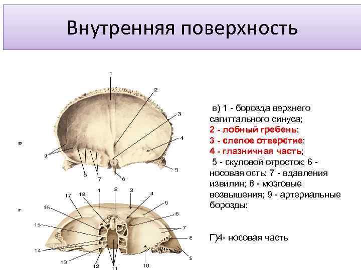 Борозды сагиттального синуса