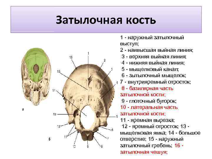 Затылочная кость 1 - наружный затылочный выступ; 2 - наивысшая выйная линия; 3 -