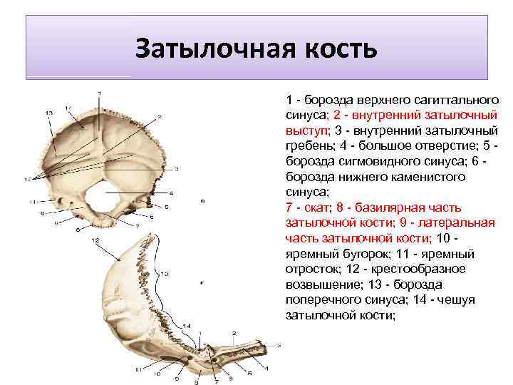 Затылочная кость 1 - борозда верхнего сагиттального синуса; 2 - внутренний затылочный выступ; 3