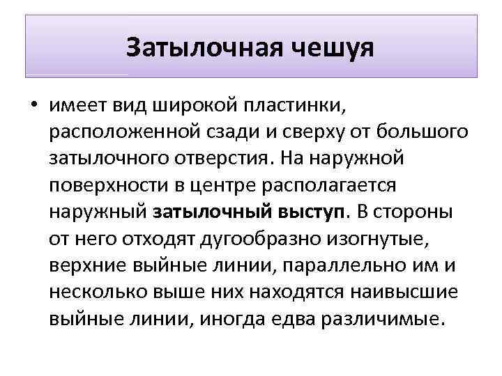 Затылочная чешуя • имеет вид широкой пластинки, расположенной сзади и сверху от большого затылочного