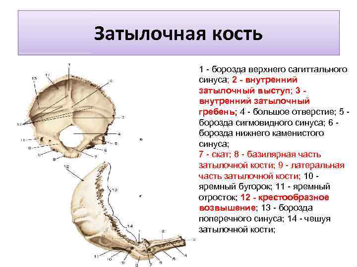 Затылочная кость 1 - борозда верхнего сагиттального синуса; 2 - внутренний затылочный выступ; 3