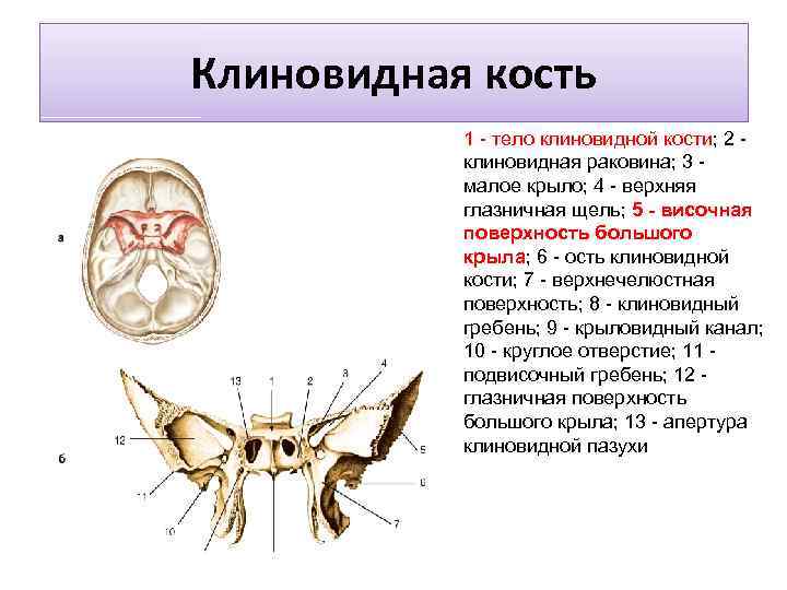 Клиновидная кость 1 - тело клиновидной кости; 2 - клиновидная раковина; 3 - малое