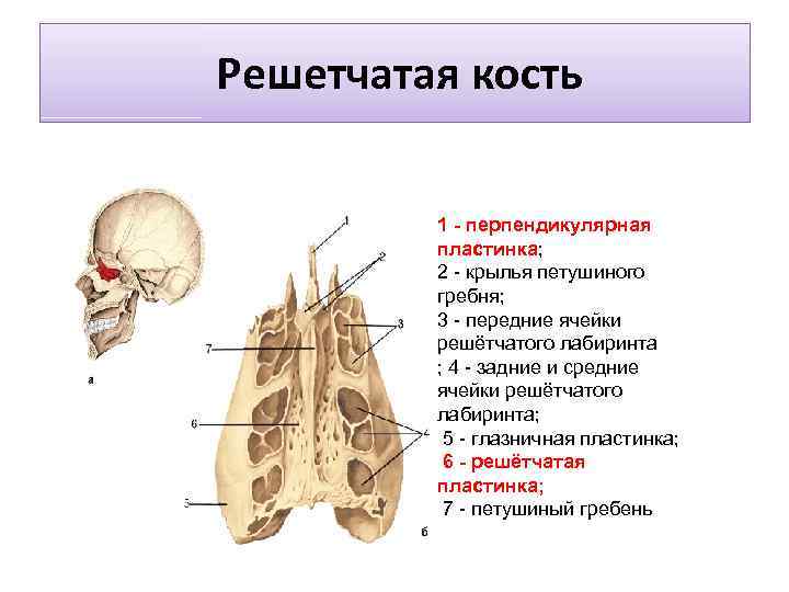 Решетчатая кость 1 - перпендикулярная пластинка; 2 - крылья петушиного гребня; 3 - передние