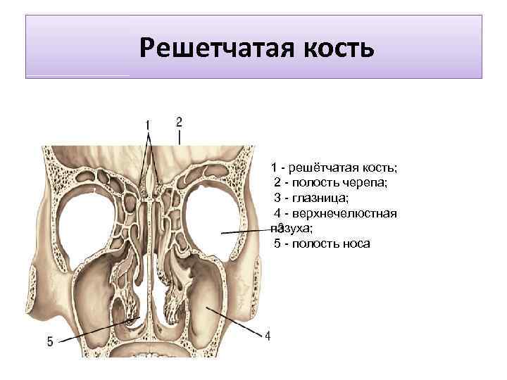 Решетчатая кость 1 - решётчатая кость; 2 - полость черепа; 3 - глазница; 4