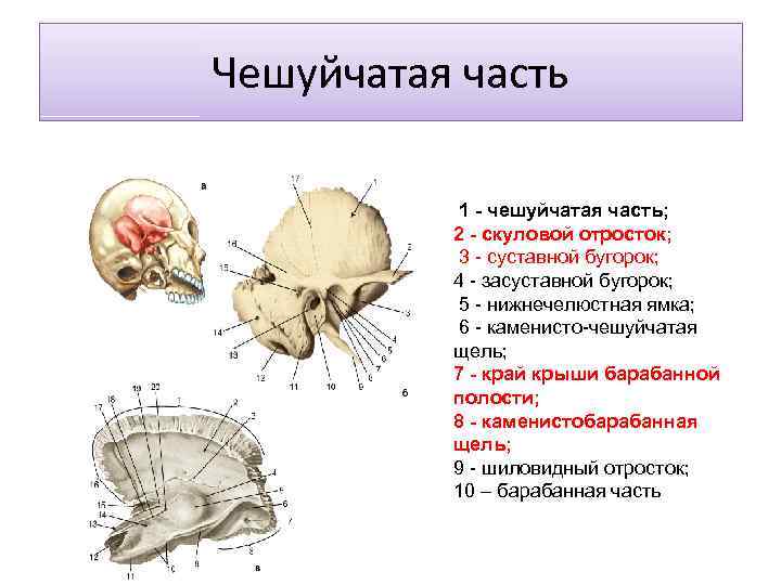 Чешуйчатая часть 1 - чешуйчатая часть; 2 - скуловой отросток; 3 - суставной бугорок;