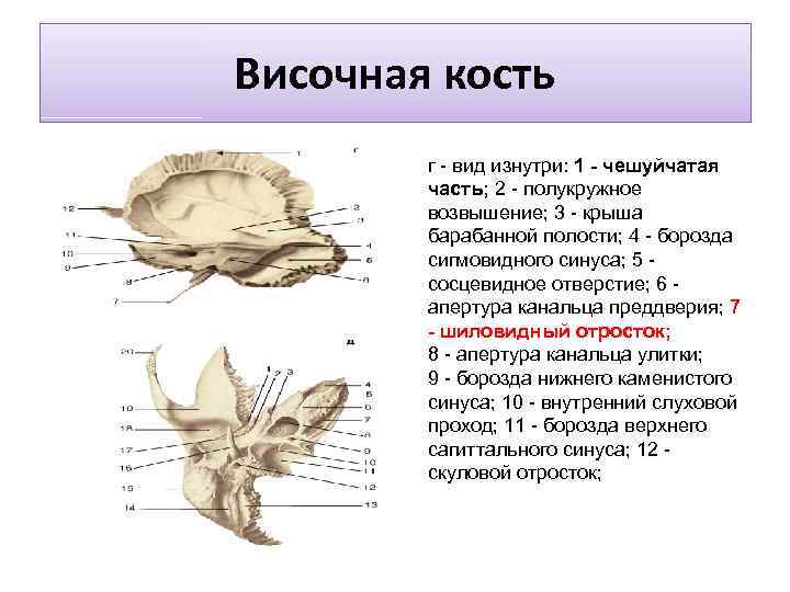 Височная кость г - вид изнутри: 1 - чешуйчатая часть; 2 - полукружное возвышение;