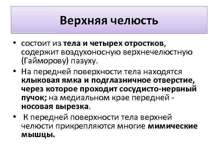 Верхняя челюсть • состоит из тела и четырех отростков, содержит воздухоносную верхнечелюстную (Гайморову) пазуху.