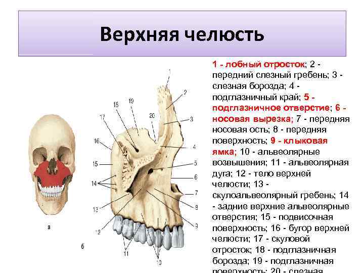 Верхняя челюсть 1 - лобный отросток; 2 - передний слезный гребень; 3 - слезная