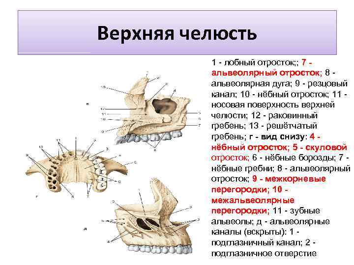 Верхняя челюсть 1 - лобный отросток; ; 7 - альвеолярный отросток; 8 - альвеолярная