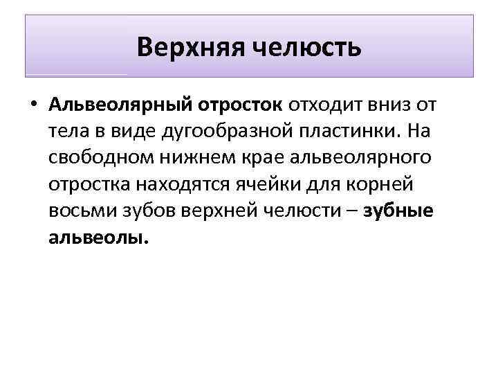 Верхняя челюсть • Альвеолярный отросток отходит вниз от тела в виде дугообразной пластинки. На