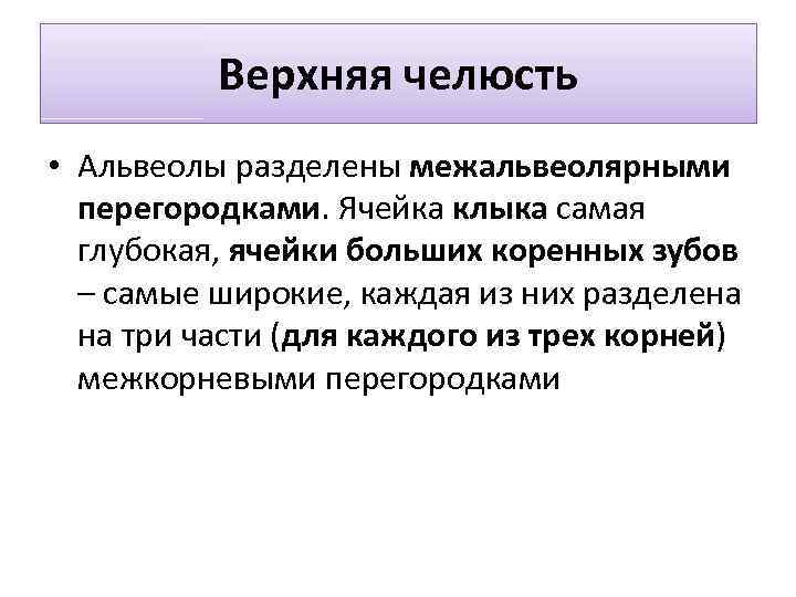 Верхняя челюсть • Альвеолы разделены межальвеолярными перегородками. Ячейка клыка самая глубокая, ячейки больших коренных