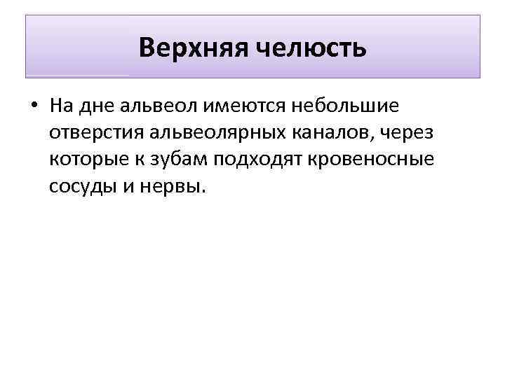 Верхняя челюсть • На дне альвеол имеются небольшие отверстия альвеолярных каналов, через которые к