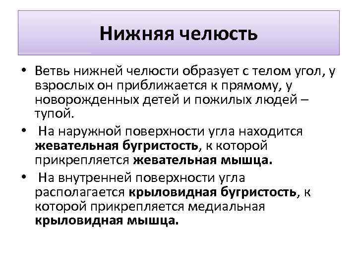 Нижняя челюсть • Ветвь нижней челюсти образует с телом угол, у взрослых он приближается