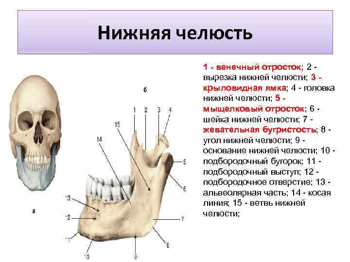 Нижняя челюсть 1 - венечный отросток; 2 - вырезка нижней челюсти; 3 - крыловидная