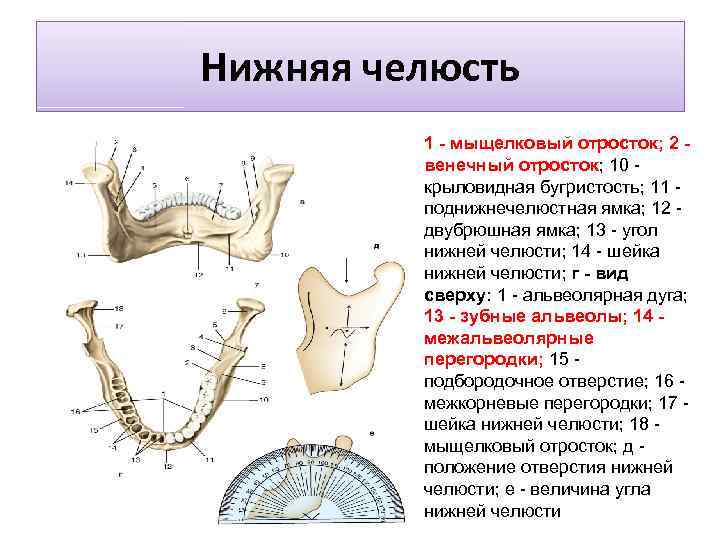 Нижняя челюсть 1 - мыщелковый отросток; 2 - венечный отросток; 10 - крыловидная бугристость;