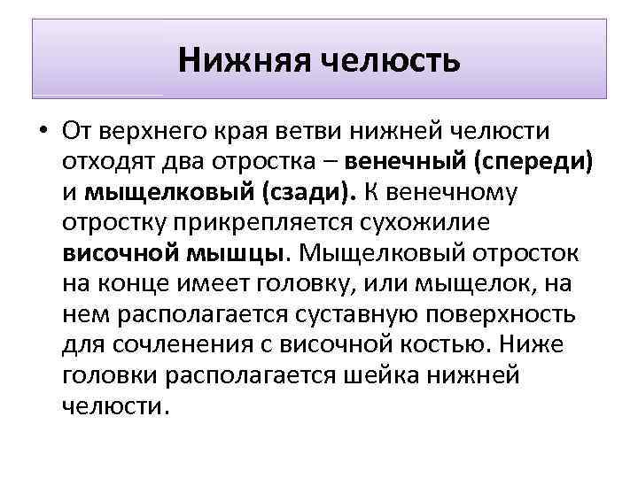 Нижняя челюсть • От верхнего края ветви нижней челюсти отходят два отростка – венечный