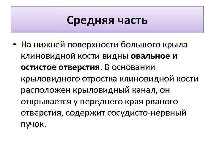 Средняя часть • На нижней поверхности большого крыла клиновидной кости видны овальное и остистое