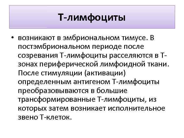 T-лимфоциты • возникают в эмбриональном тимусе. В постэмбриональном периоде после созревания T-лимфоциты расселяются в