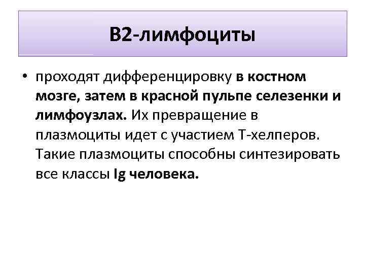 В 2 -лимфоциты • проходят дифференцировку в костном мозге, затем в красной пульпе селезенки