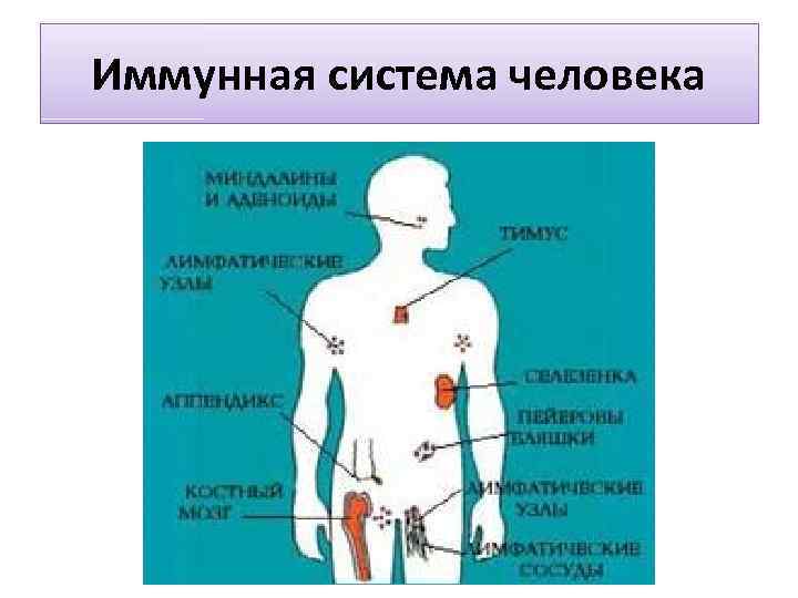 Как выглядит иммунная система человека фото