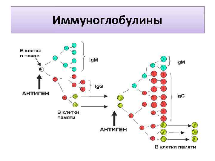 Иммуноглобулины 