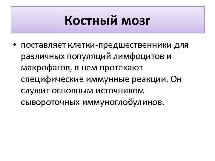 Костный мозг • поставляет клетки-предшественники для различных популяций лимфоцитов и макрофагов, в нем протекают