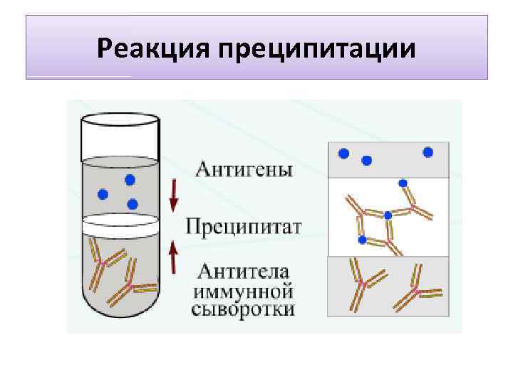 Реакция преципитации 