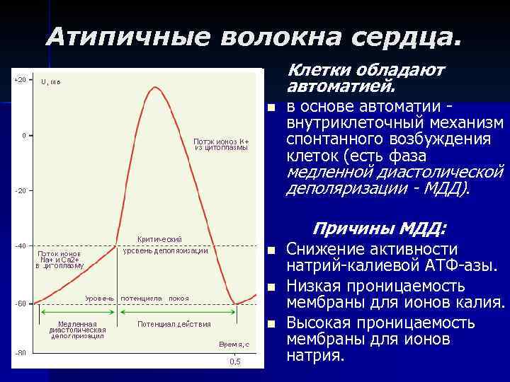 Механизм автоматии сердца презентация