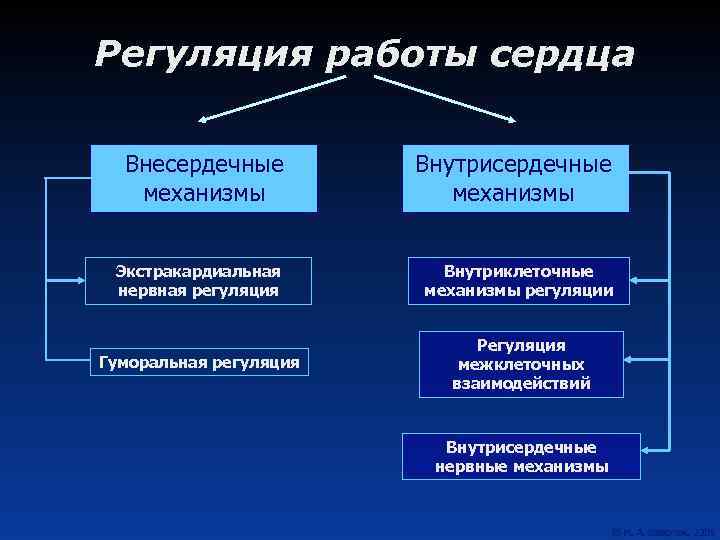 Регуляция работы сердца Внесердечные механизмы Внутрисердечные механизмы Экстракардиальная нервная регуляция Внутриклеточные механизмы регуляции Гуморальная