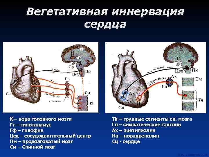 Вегетативная иннервация сердца К – кора головного мозга Гт – гипоталамус Гф – гипофиз