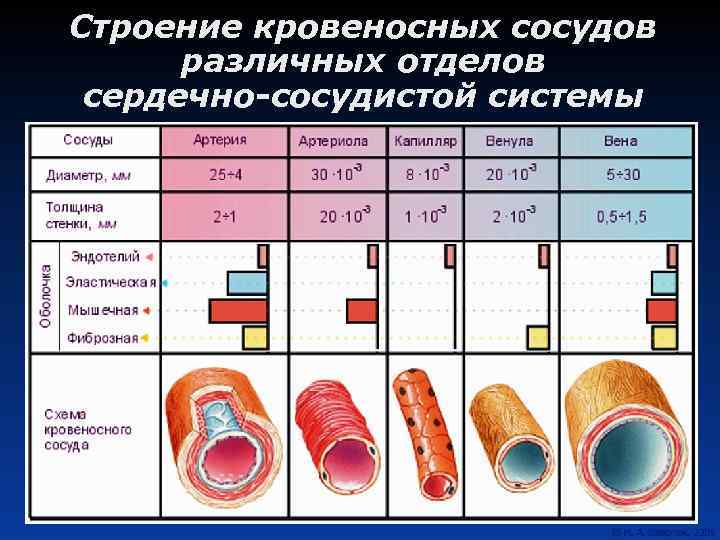 Строение кровеносных сосудов различных отделов сердечно-сосудистой системы 