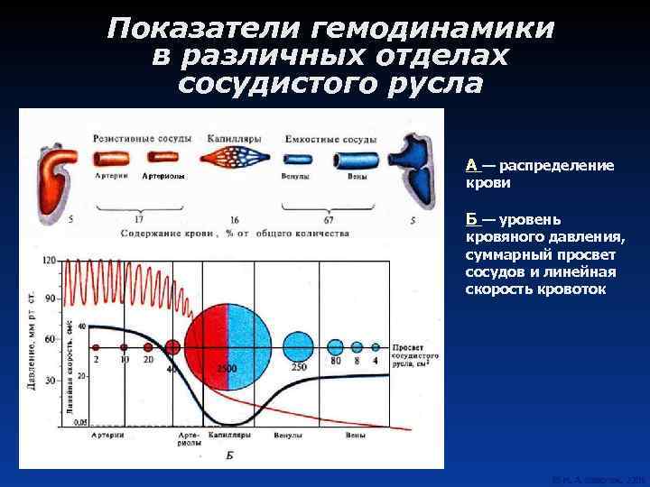 Показатели гемодинамики в различных отделах сосудистого русла А — распределение крови Б — уровень
