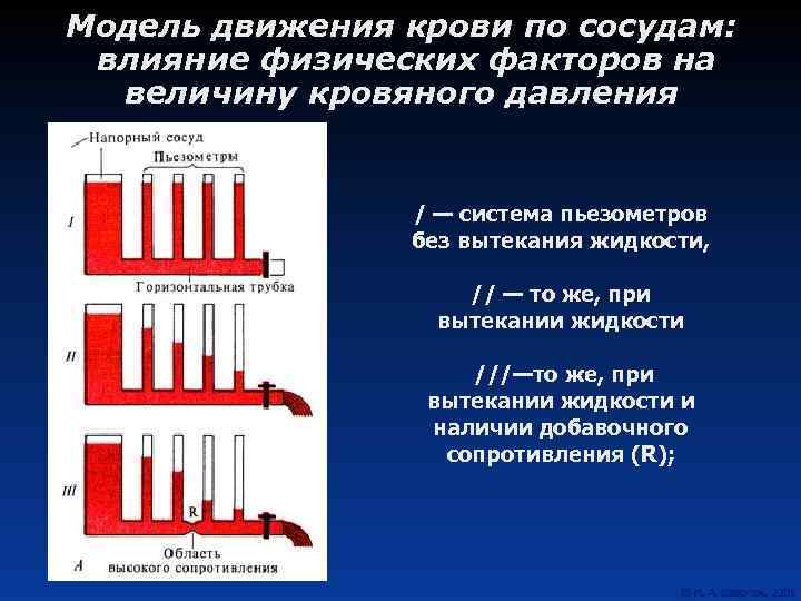 Модель движения крови по сосудам: влияние физических факторов на величину кровяного давления / —
