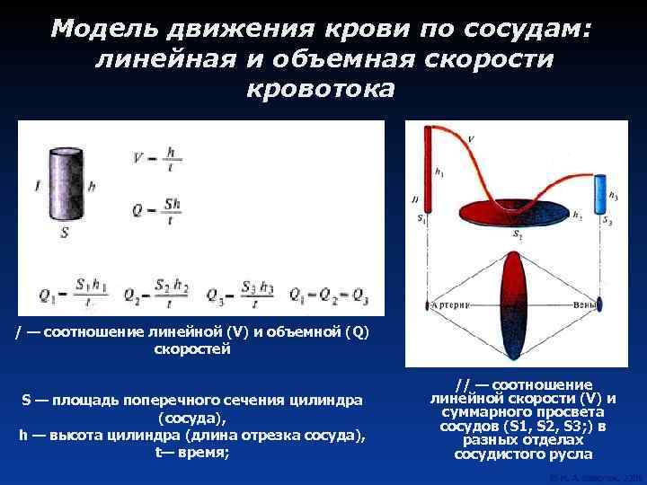 Модель движения крови по сосудам: линейная и объемная скорости кровотока / — соотношение линейной