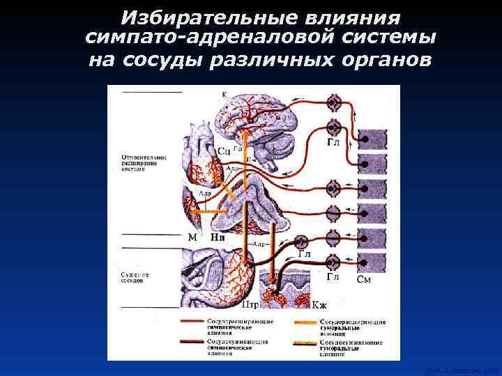 Избирательные влияния симпато-адреналовой системы на сосуды различных органов 