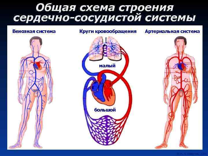 Общая схема строения сердечно-сосудистой системы Венозная система Круги кровообращения малый большой Артериальная система 